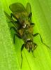 Cordilura atrata
